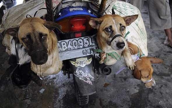 Indonesia: Video cho bi lam thit gay phan no hinh anh