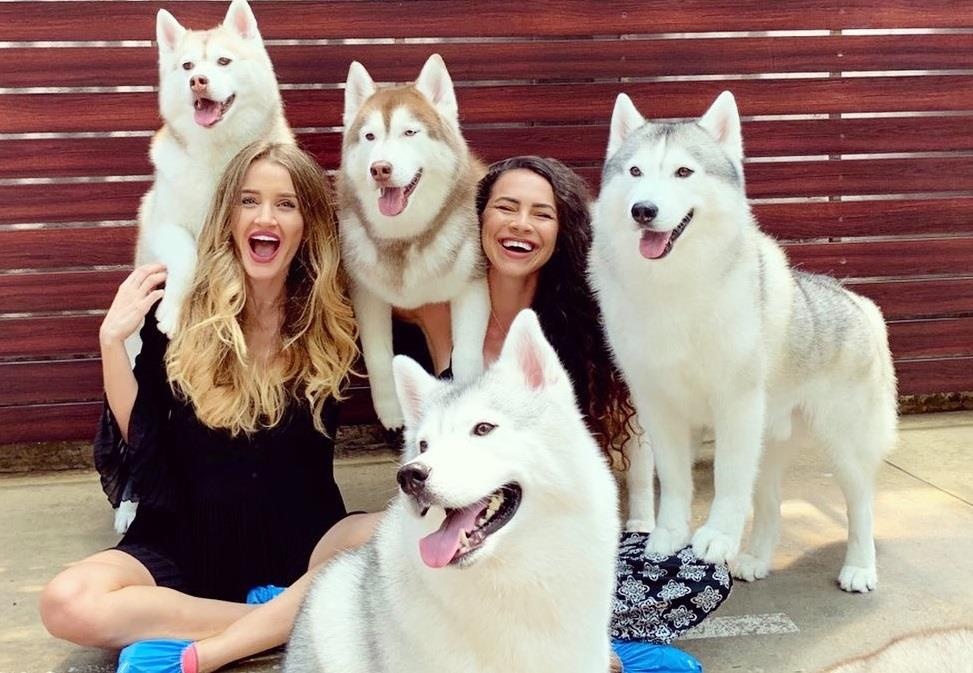 Choi dua voi hon 20 con cho Husky tai quan ca phe o Thai Lan hinh anh