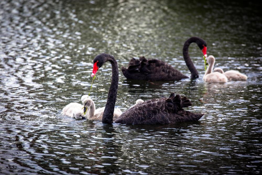 ve dep thien nga anh 7