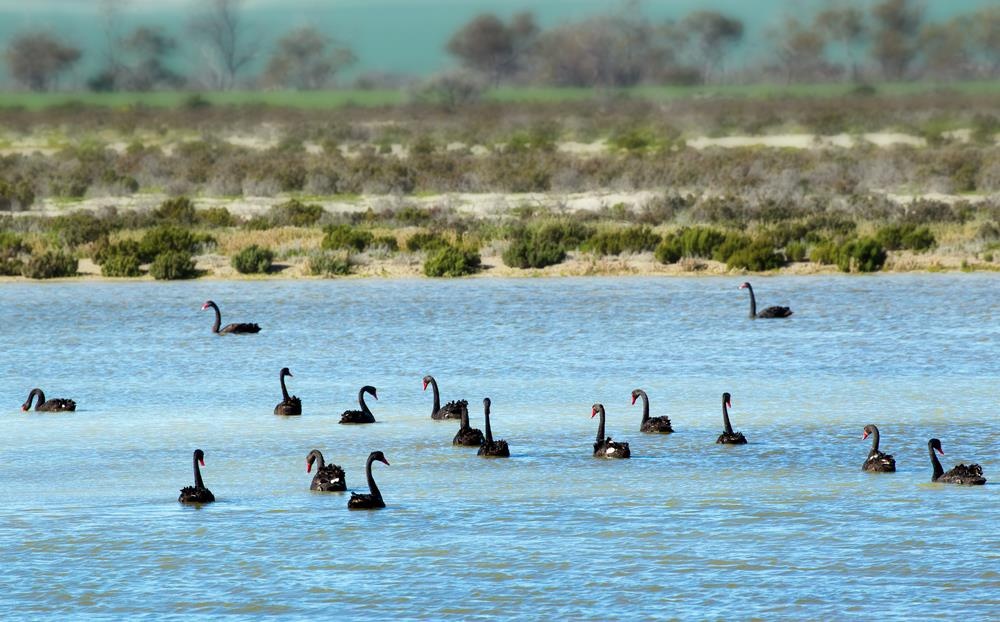 ve dep thien nga anh 8