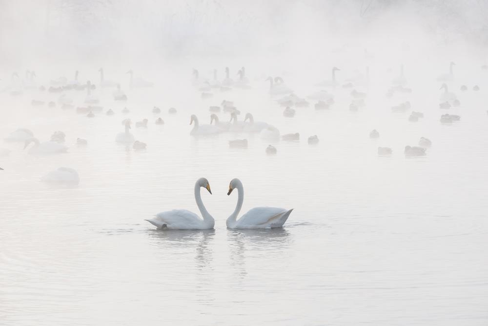 ve dep thien nga anh 1