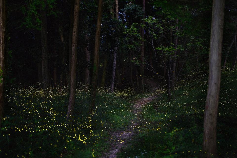 noi phat sang tu nhien anh 8