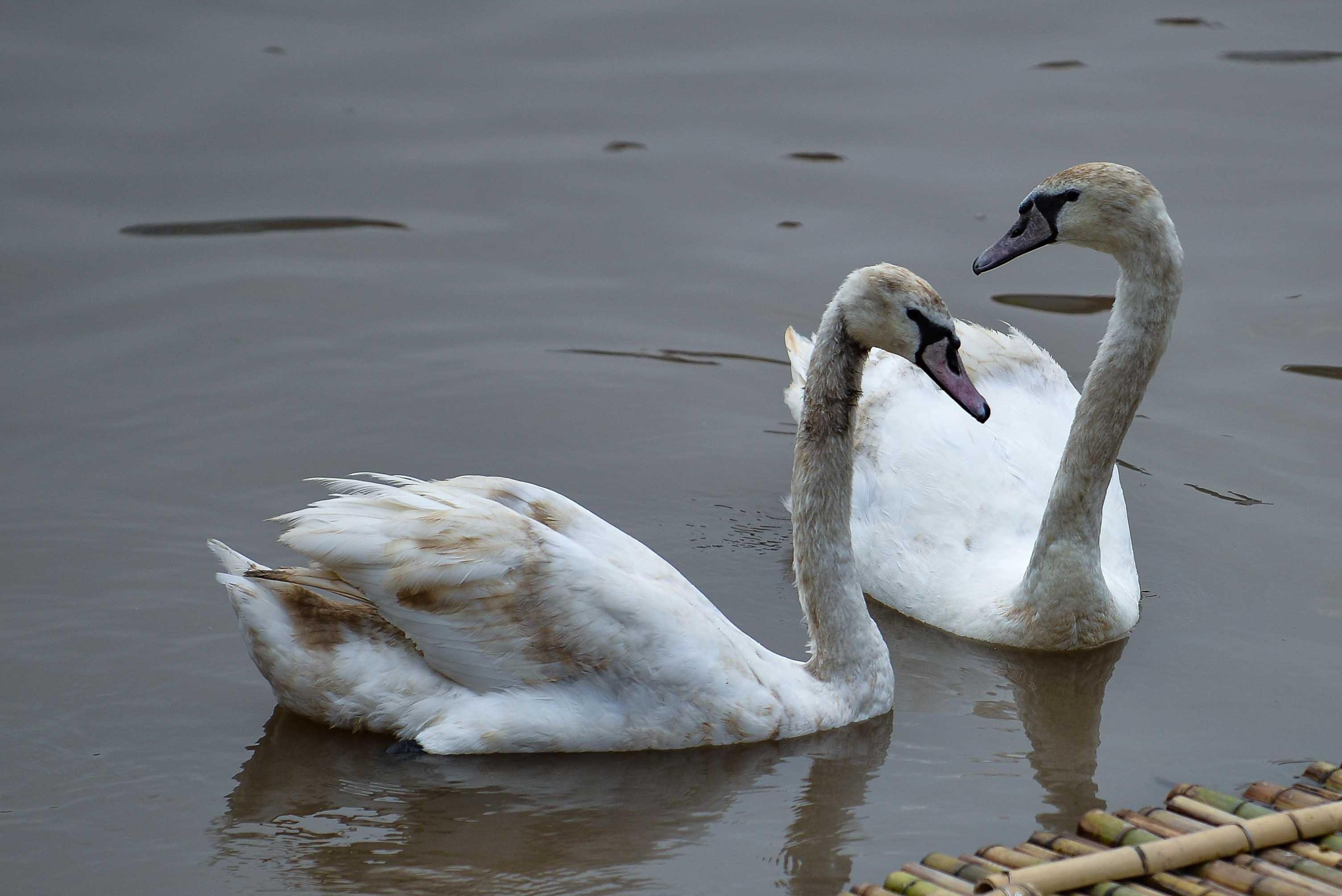 So phan cua thien nga Hai Phong: Het boi thuc den bi mac cau hinh anh