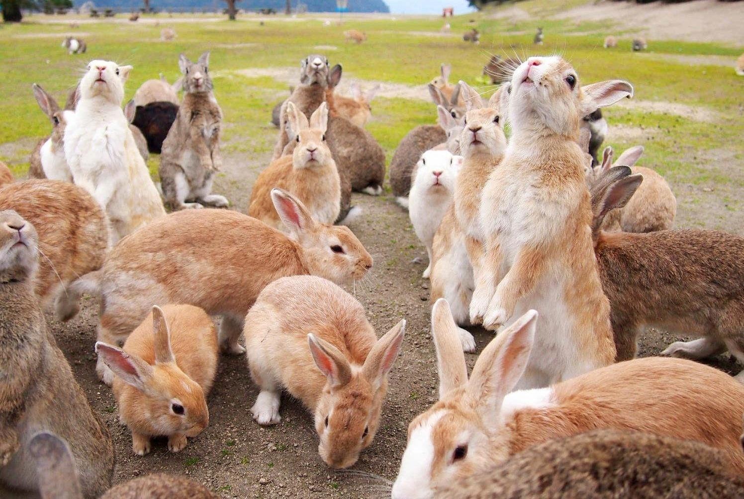 Hon dao tho nhieu hon nguoi o Nhat Ban hinh anh