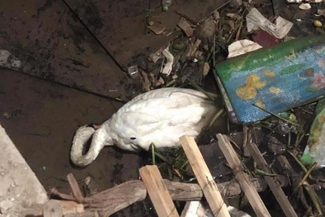 thiên nga hải phòng ảnh 3 thien nga hai phong anh 3