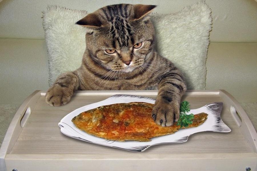 Khach san 5 sao cho meo hen ho doc dao hinh anh