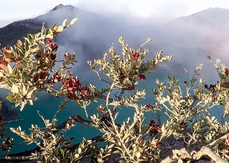 co gai viet thach thuc than chet anh 7