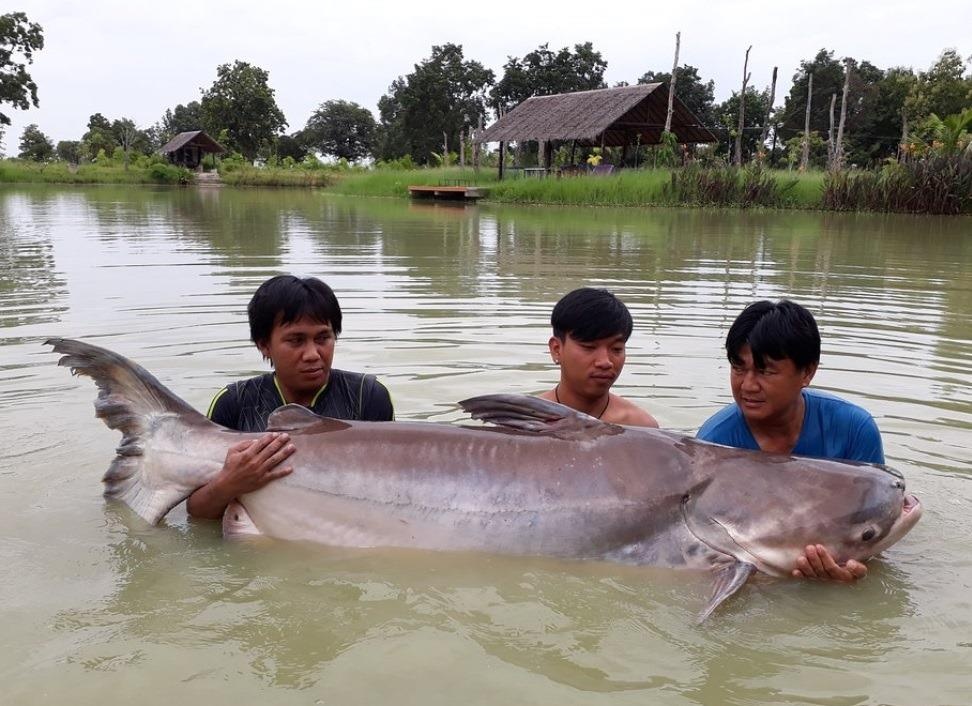 co vu king's cup anh 9