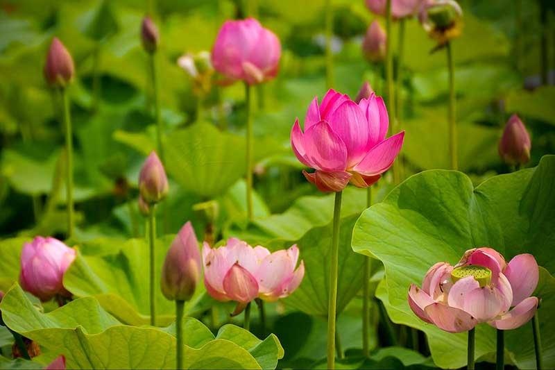 dam sen viet nam anh 7