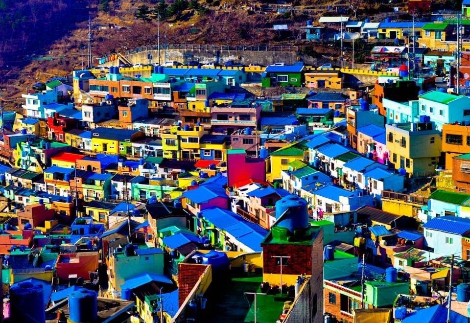 Lang bich hoa day sac mau doc dao o Han Quoc hinh anh