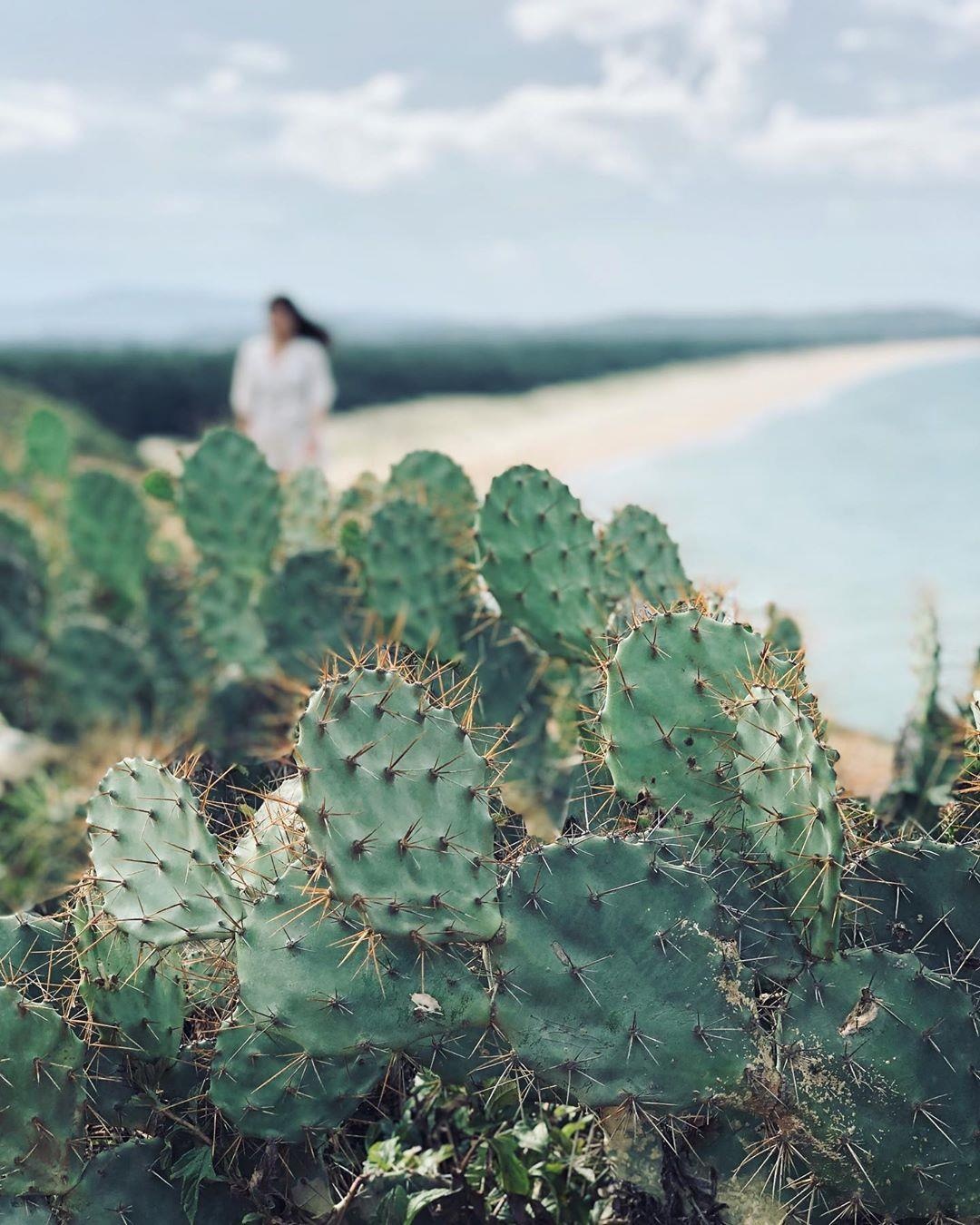 hoa vang tren co xanh anh 3