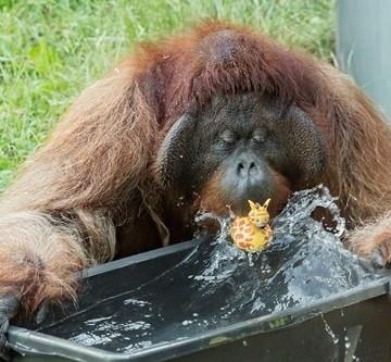 dong vat chau au tranh nang anh 2