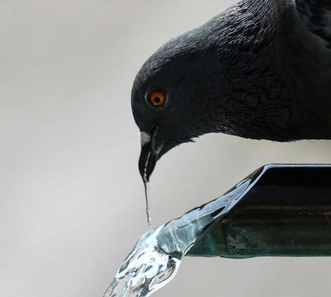 dong vat chau au tranh nang anh 10