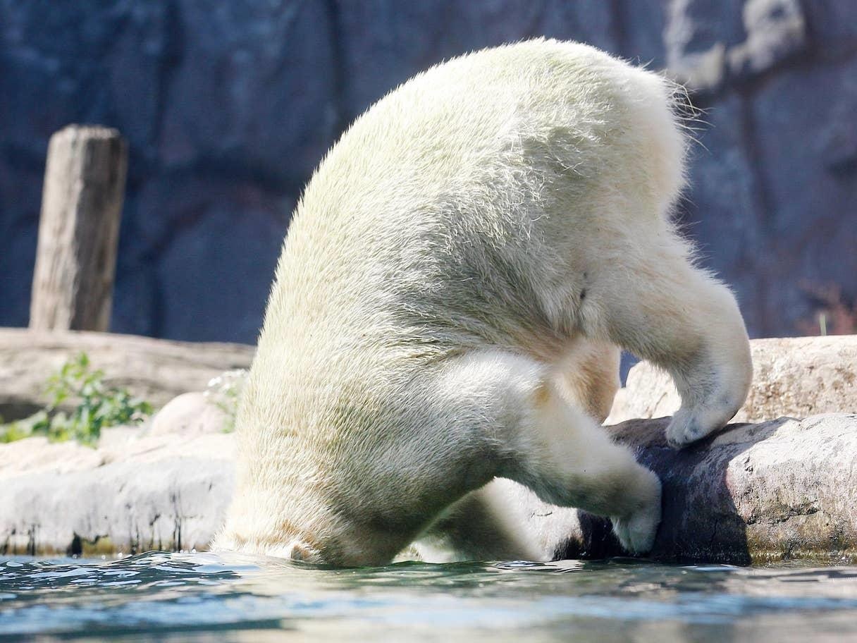dong vat chau au tranh nang anh 6