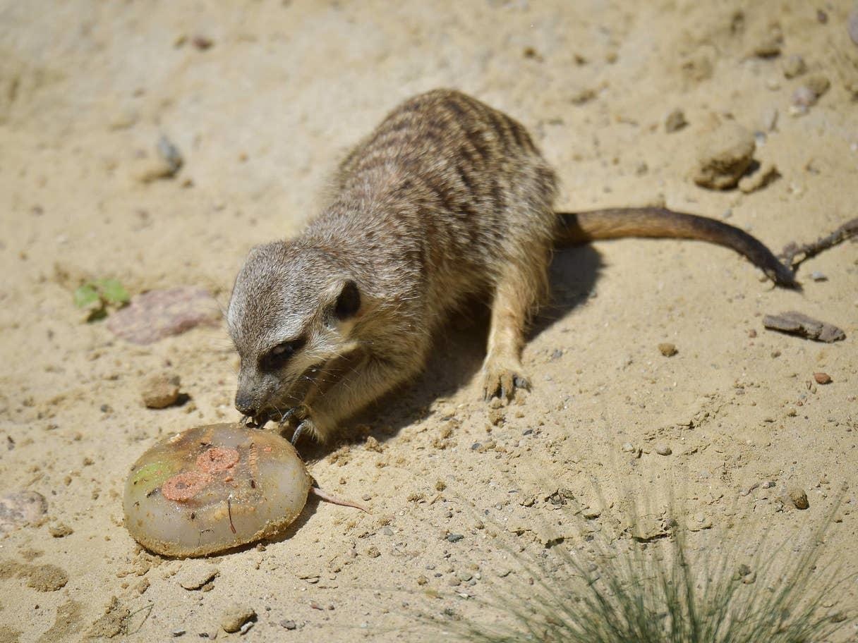dong vat chau au tranh nang anh 8
