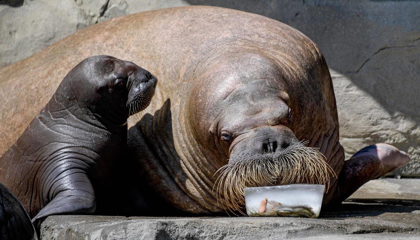 dong vat chau au tranh nang anh 9