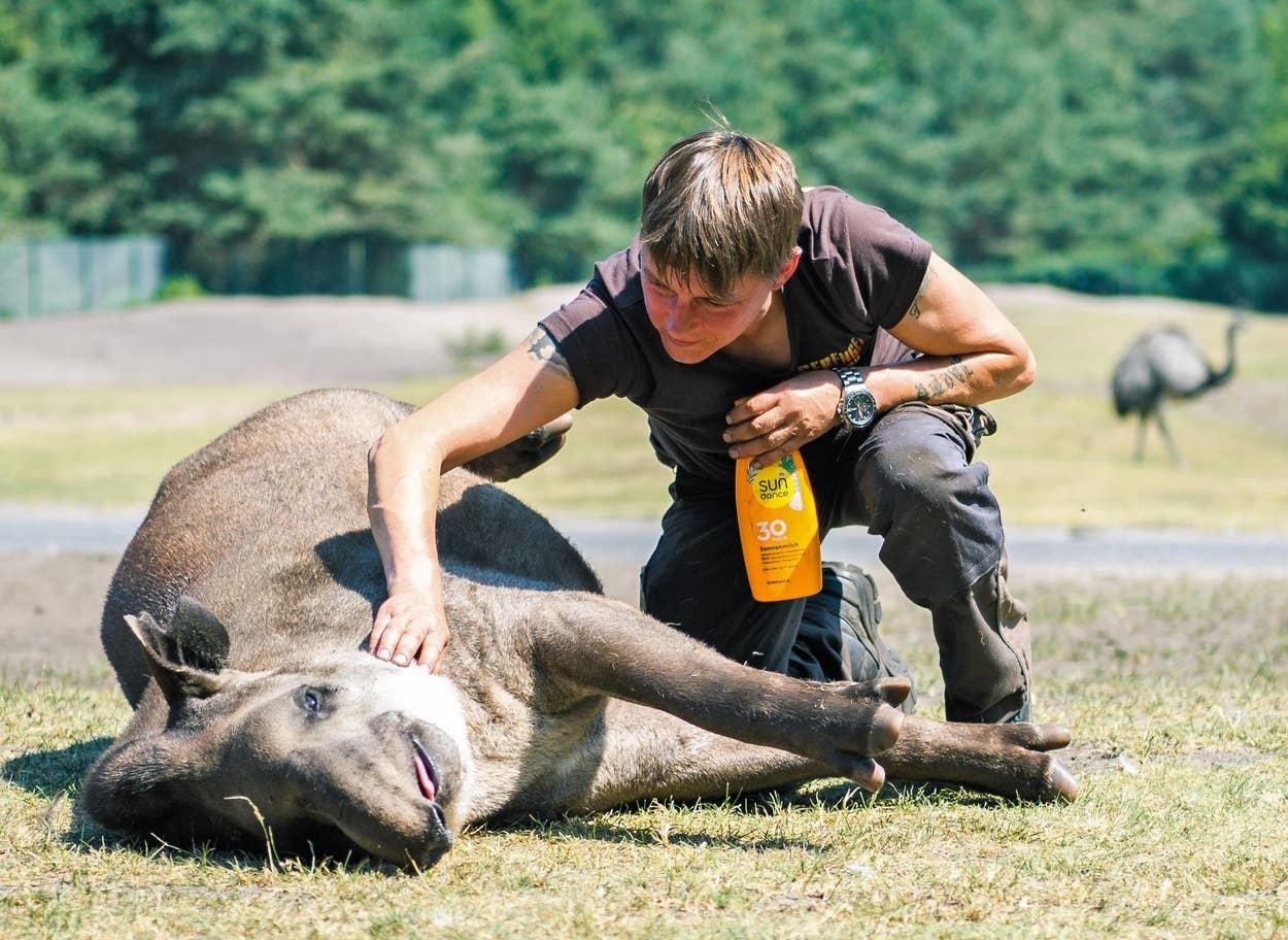 dong vat chau au tranh nang anh 5