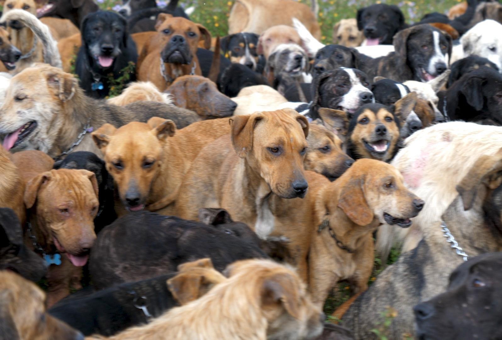 Lanh tho cua bay cho hoang gan 1.000 con danh cho hoi yeu dong vat hinh anh