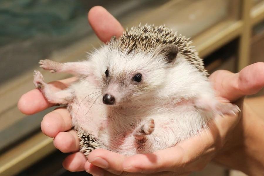 Tiem ca phe nhim dau tien o Hong Kong hinh anh