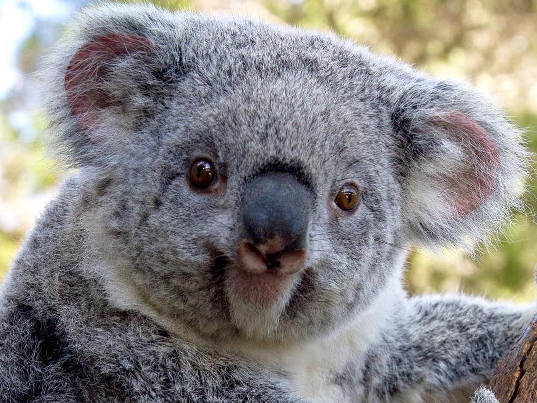 Cuoc song hanh phuc cua nhung con koala de thuong mat nha hinh anh