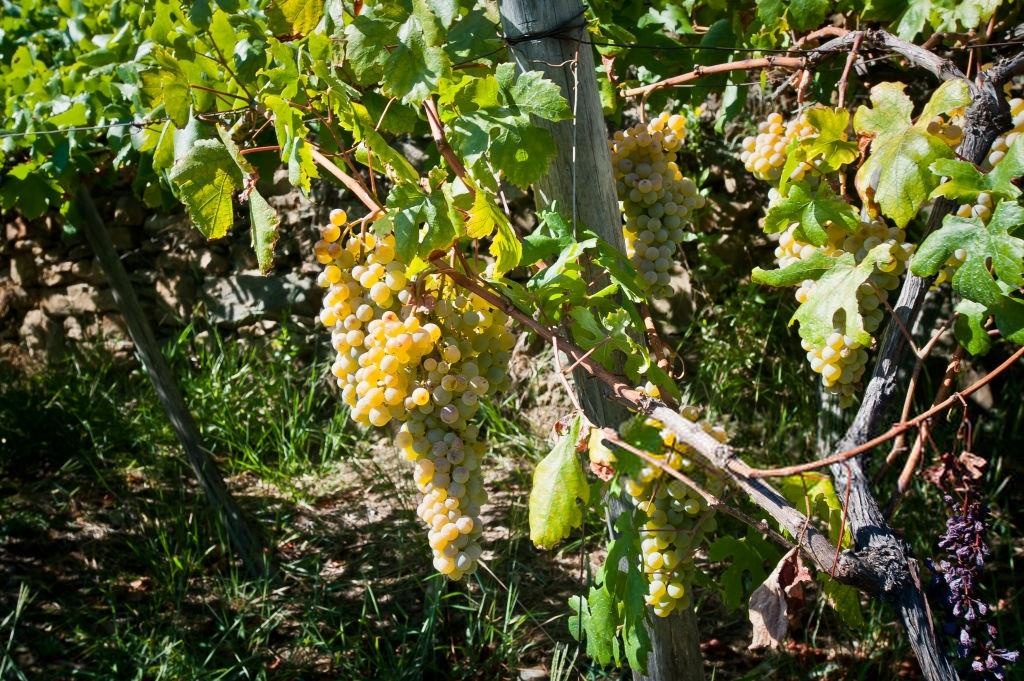 du lich cinque terre anh 26