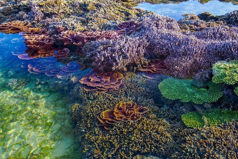 San ho Phu Yen dang bi huy hoai, can bao ve khan cap hinh anh