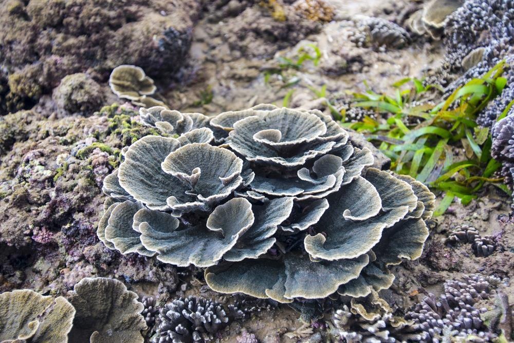 san ho phu yen anh 5