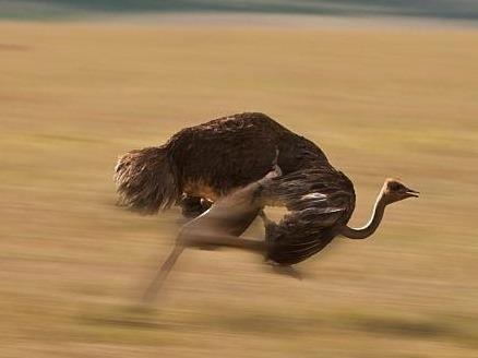 Da dieu xong chuong, phi nuoc dai giua duong pho hinh anh