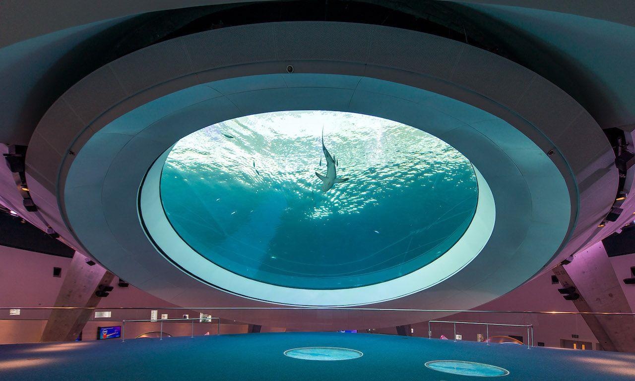 ngu cung dong vat anh 5