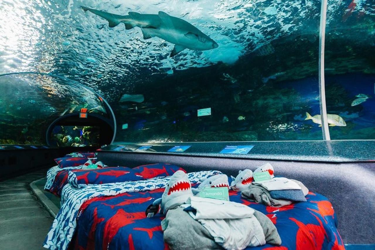 ngu cung dong vat anh 1