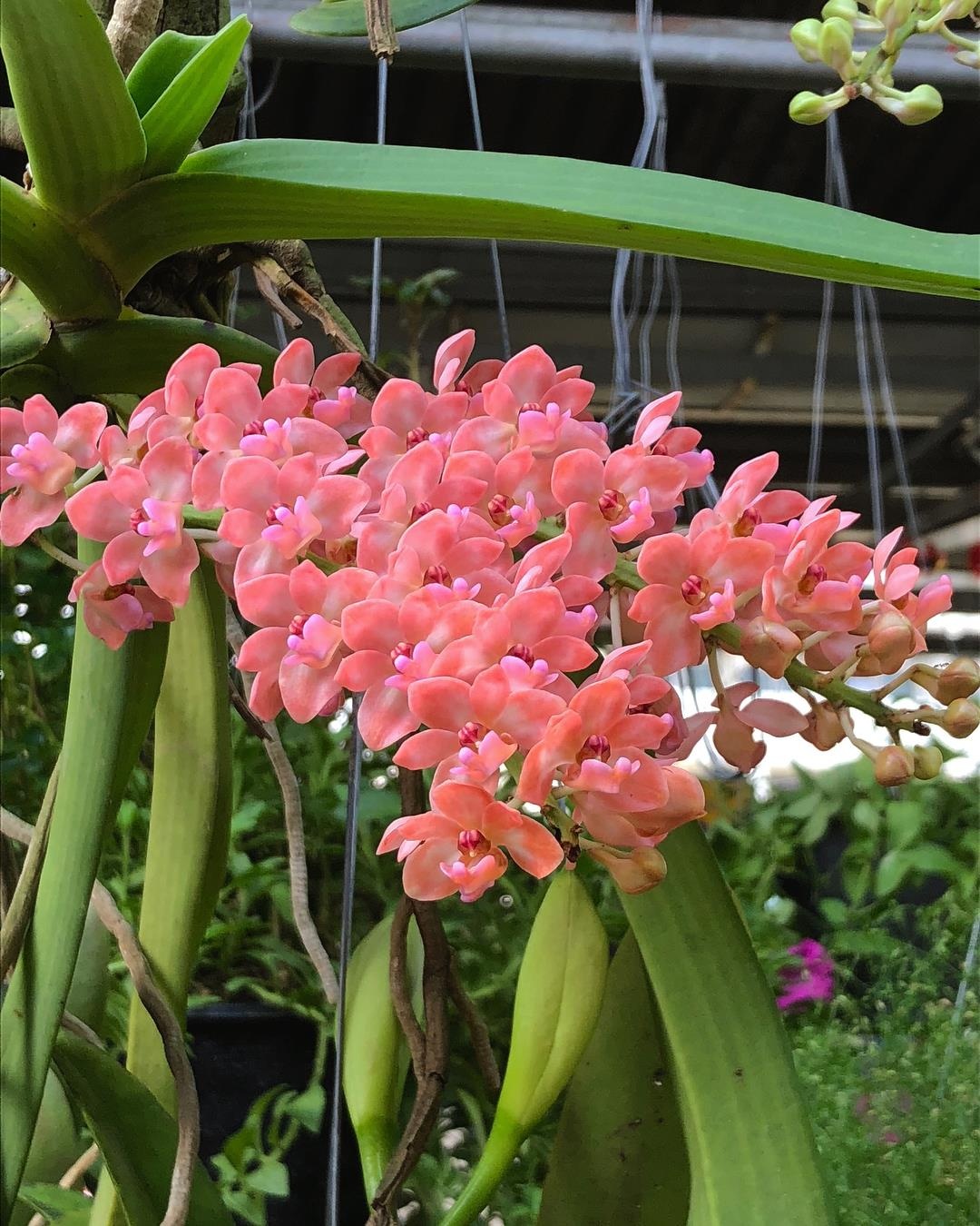 mua gi o bangkok anh 3