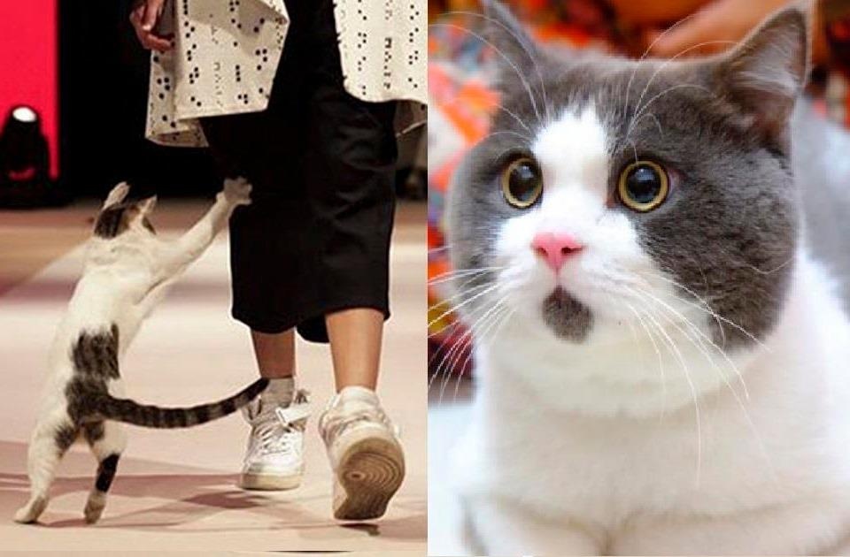 Meo di catwalk va nhung man pha roi gay cuoi tren san dien hinh anh