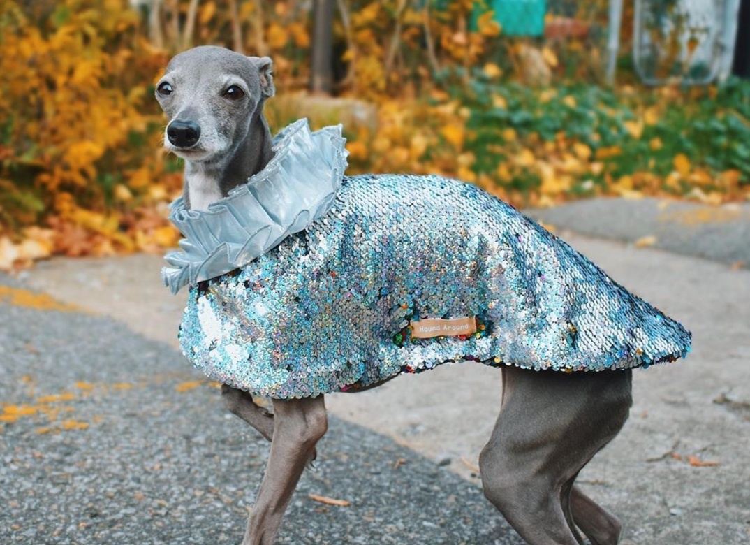 Con cho 9 tuoi toan mac vay ao duoc thiet ke rieng hinh anh