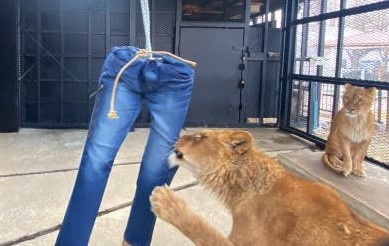 Quan jeans bi su tu xe rach co gia 639 USD hinh anh