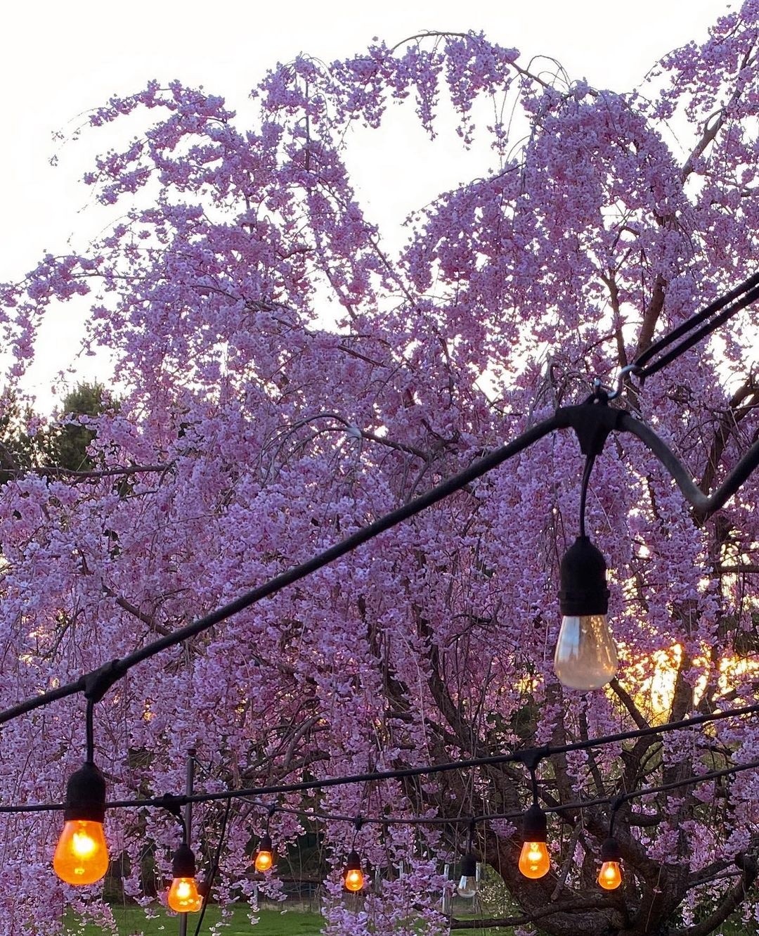 con gai Gigi Hadid anh 5