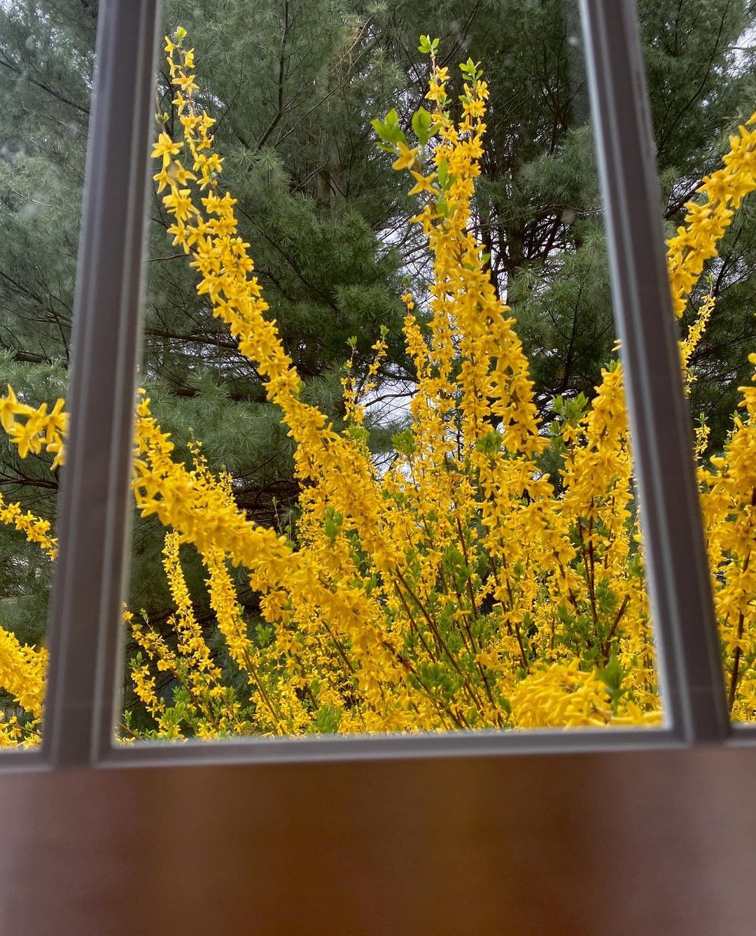 con gai Gigi Hadid anh 6