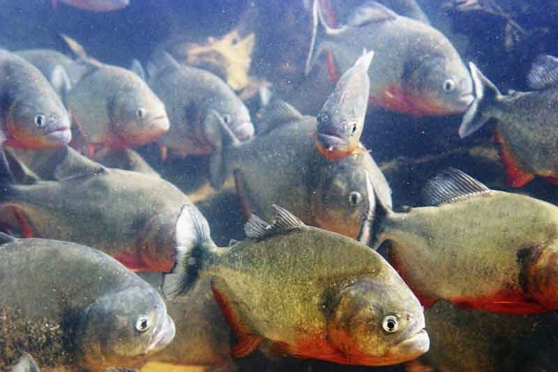 Dan ca rang dao bung do an thit cop song hinh anh