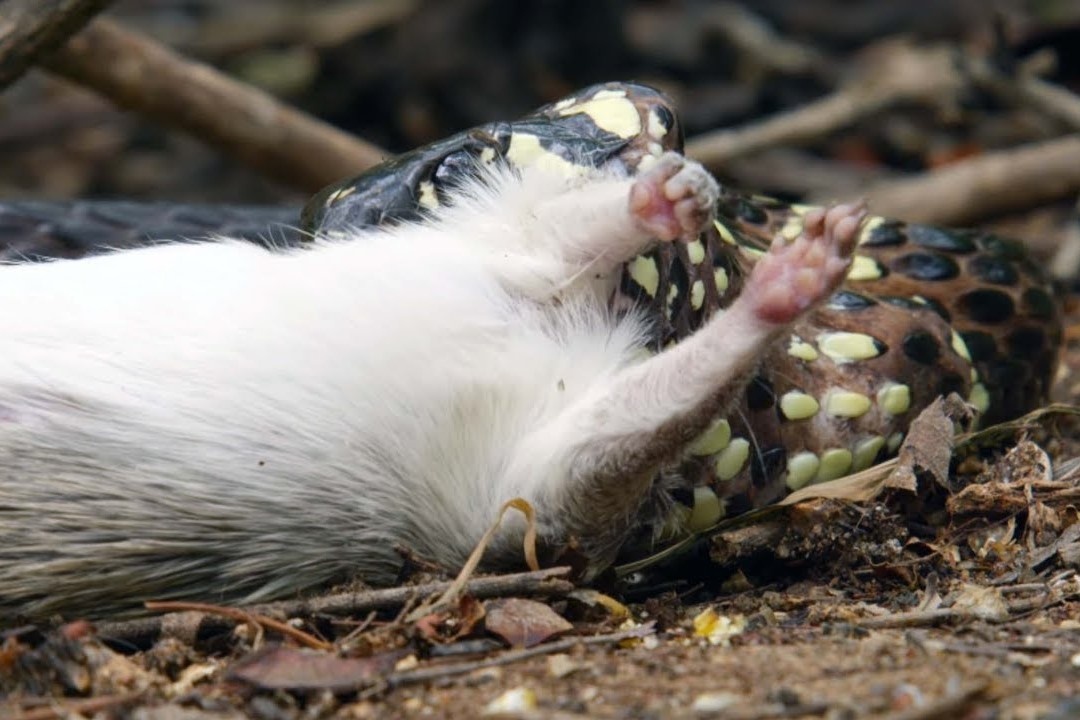 Dan khi mu lieu mang cuop con moi cua ran hinh anh