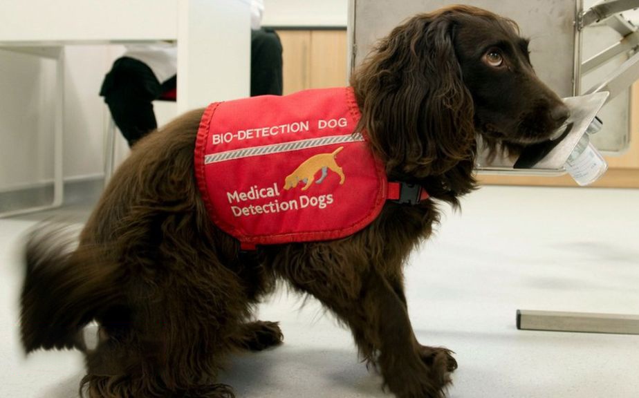 Cac nha khoa hoc Anh huan luyen cho de phat hien nguoi nhiem Covid-19 hinh anh