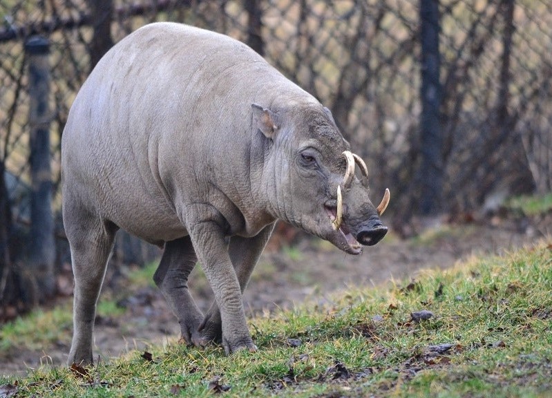 Loai lon co nga ky la nhat the gioi hinh anh