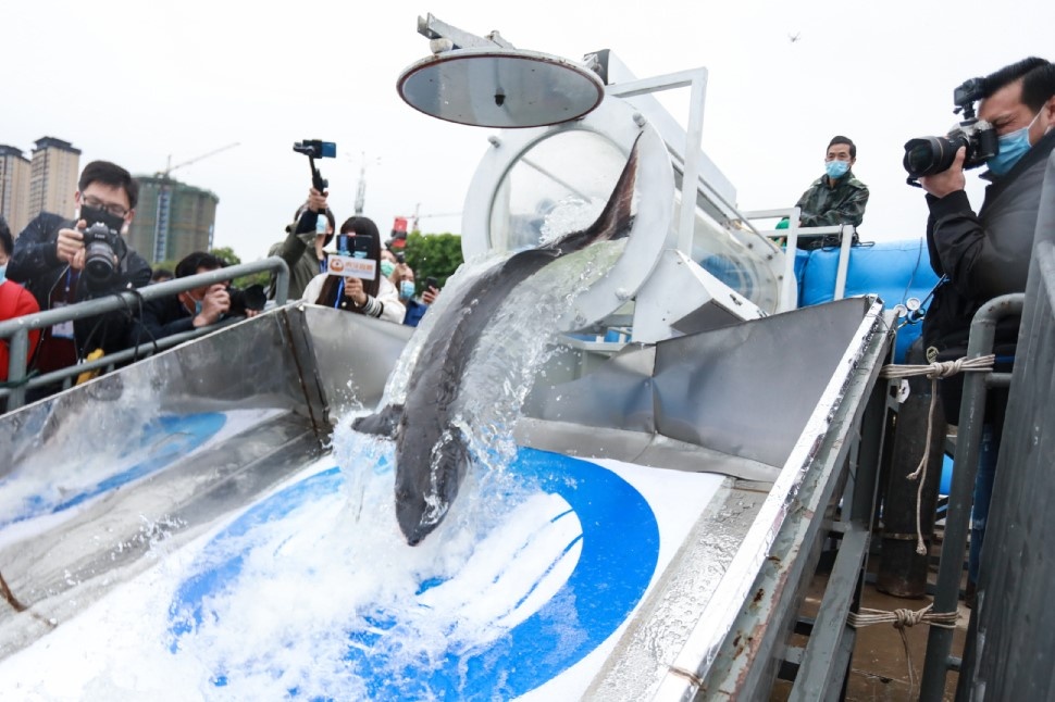 Tha hon 10.000 con ca tam long ra song Duong Tu hinh anh