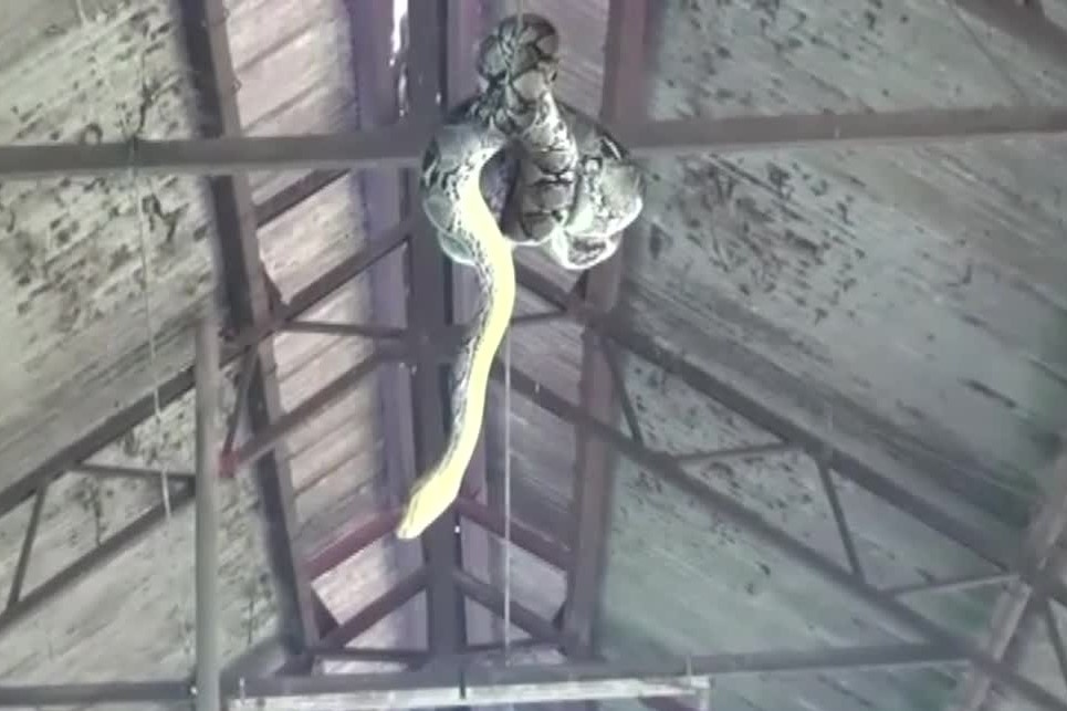 Tran khong lo dai hon 3 m treo minh san moi tren mai chuong lon hinh anh