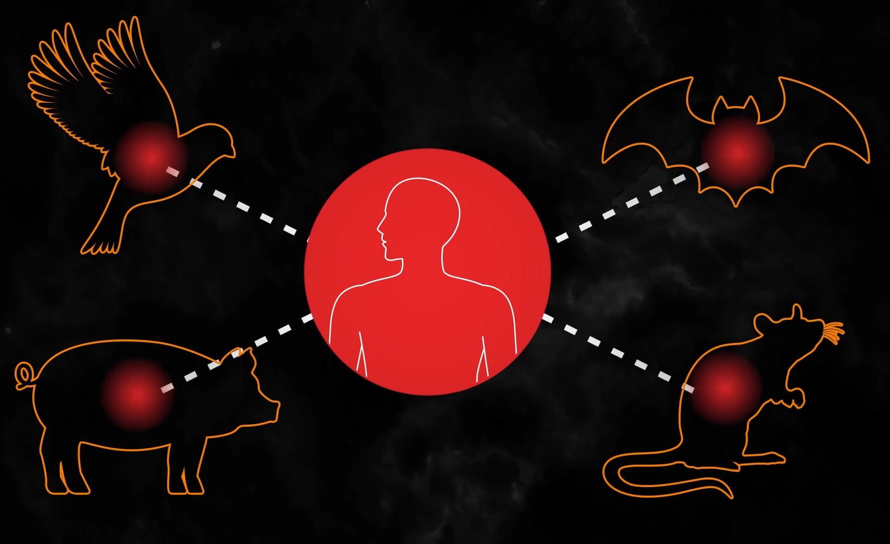 Virus lay nhiem tu dong vat sang con nguoi bang cach nao? hinh anh