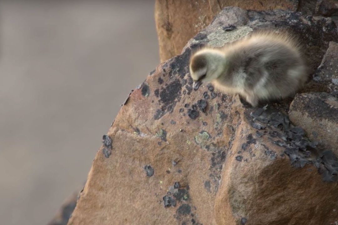 Nam con ngong con nhay xuong vach nui cao hon 100 m hinh anh