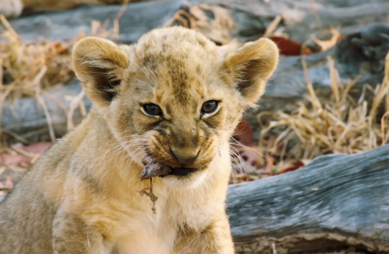 Dan su tu con lan dau duoc an thit hinh anh