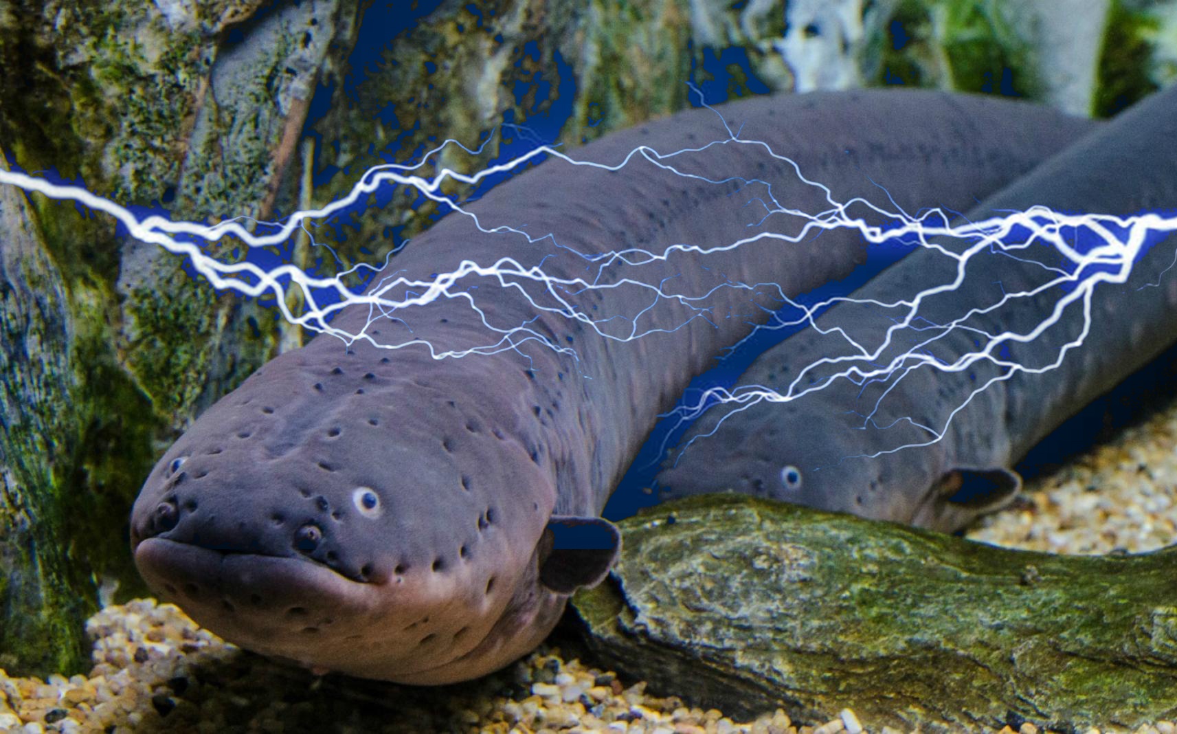 Chuyen gi xay ra neu ban nga vao mot be luon dien? hinh anh