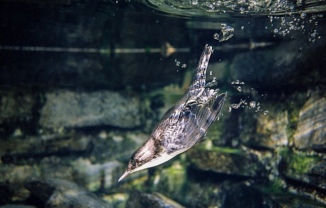 Loai chim lam to trong thac nuoc chay xiet, chuyen lan kiem an hinh anh