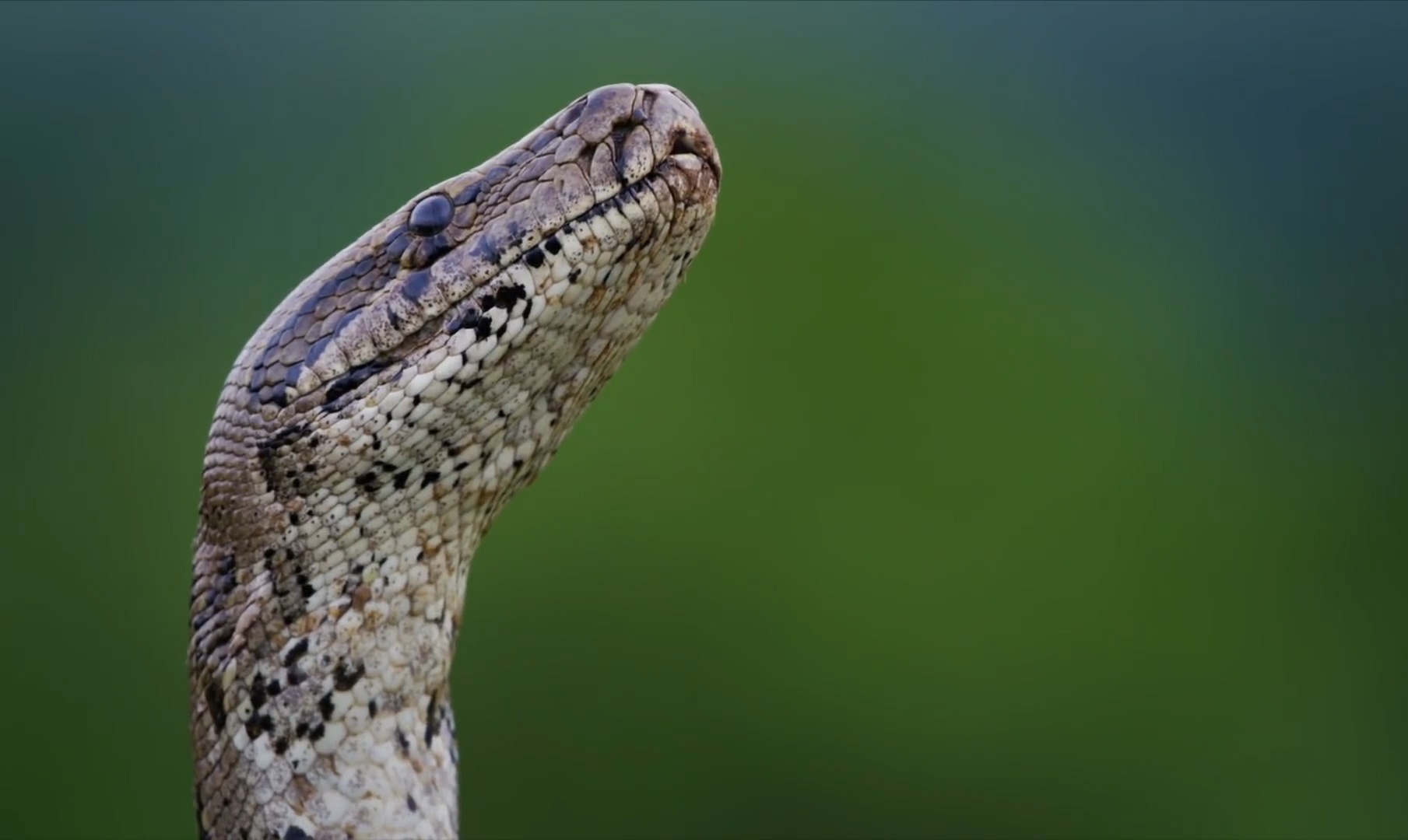 Tran da rinh rap trong bong dem, nuot tron tho hinh anh