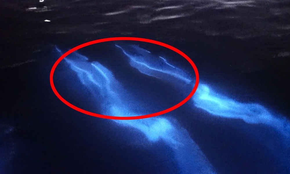 Ca heo phat sang duoi bien hinh anh