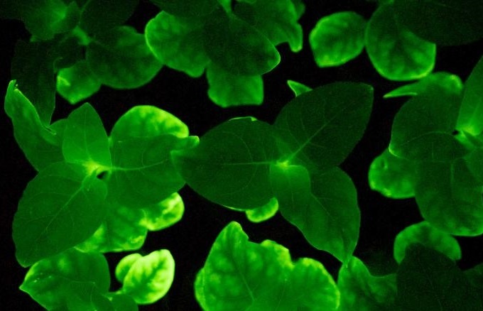 Loai thuc vat phat sang nhu trong phim Avatar hinh anh